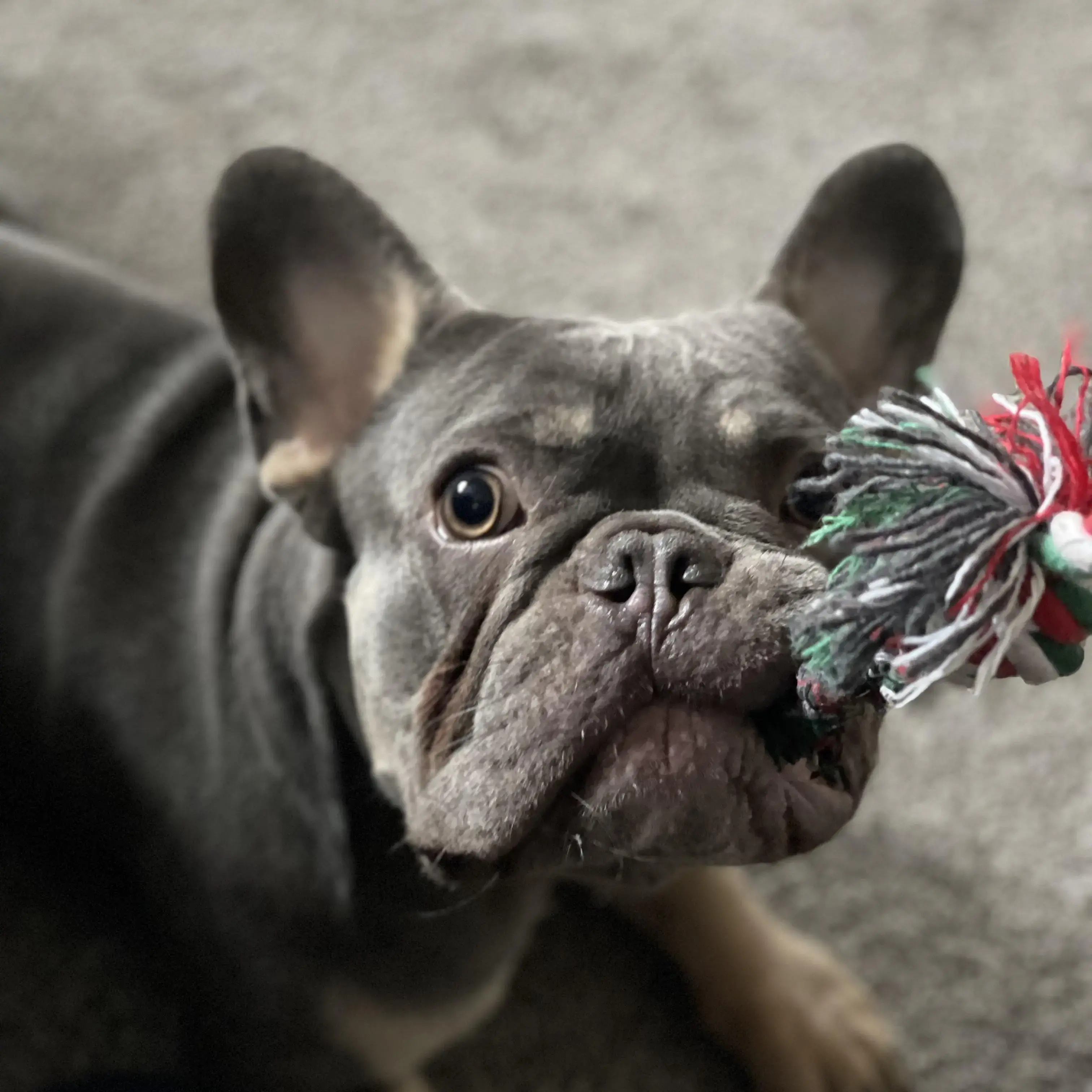 French Bulldog