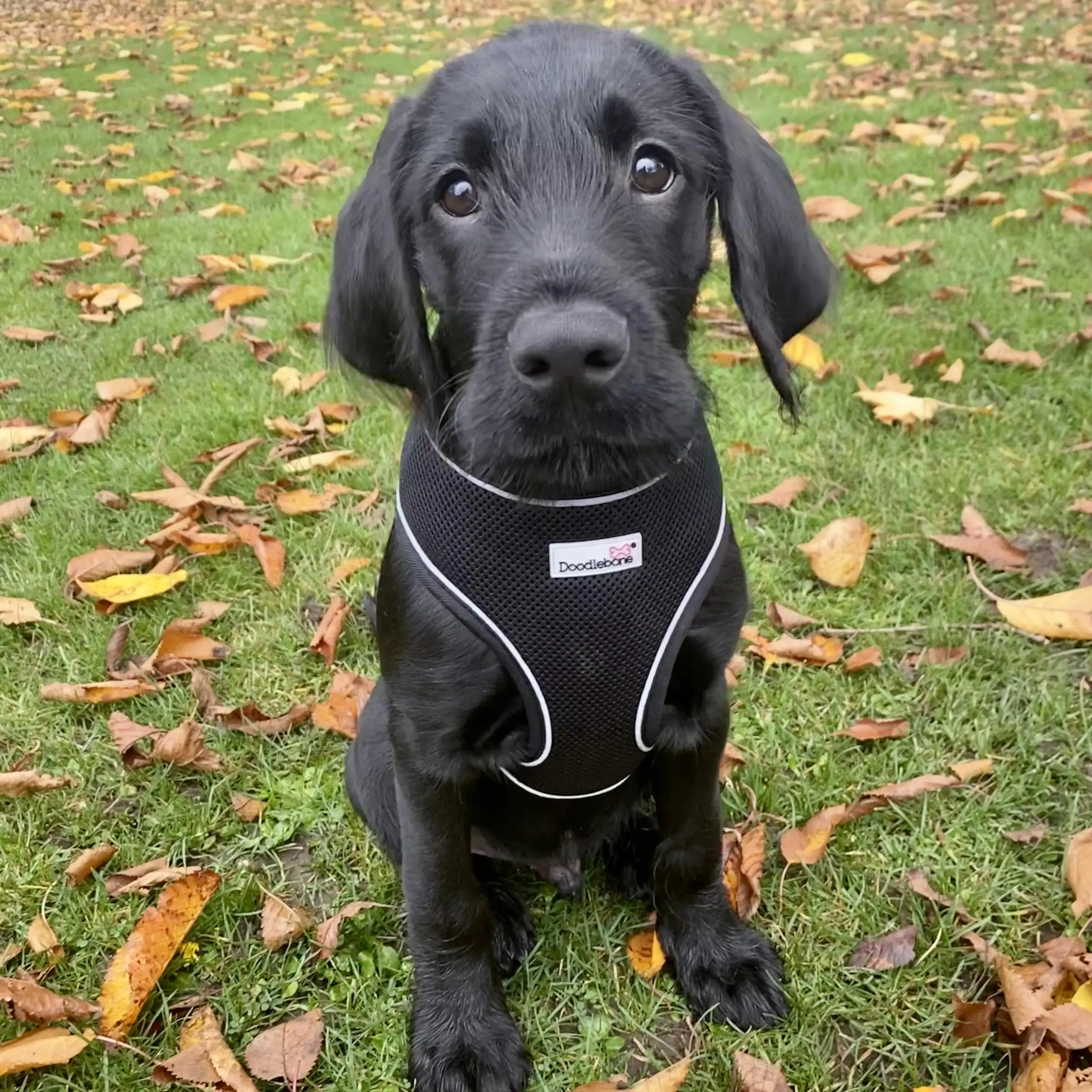 Wire haired labrador online