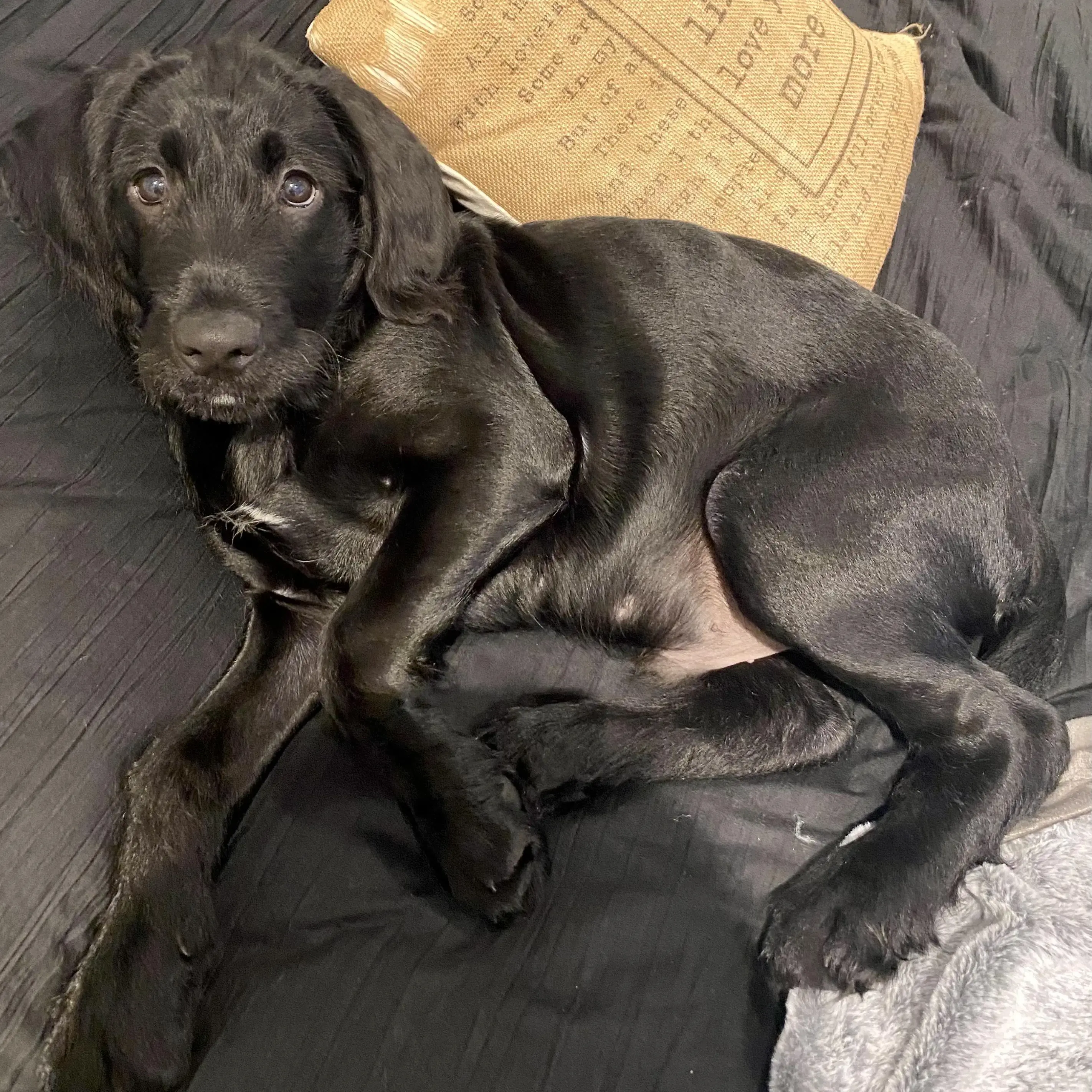 Labrador Retriever