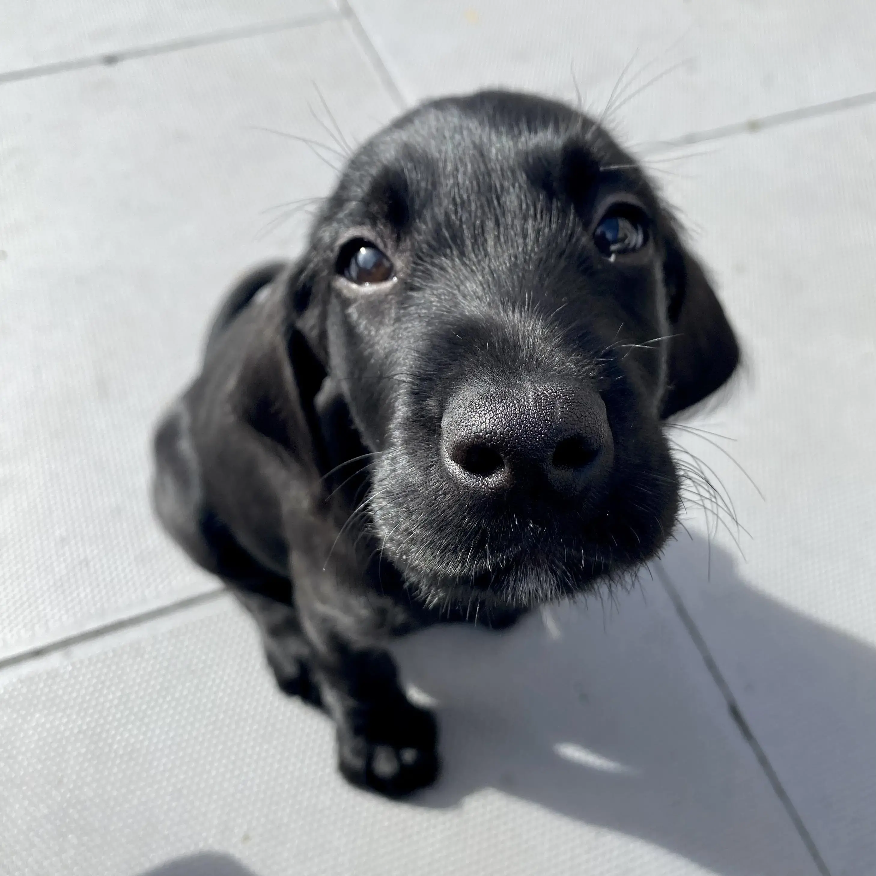 Labrador Retriever