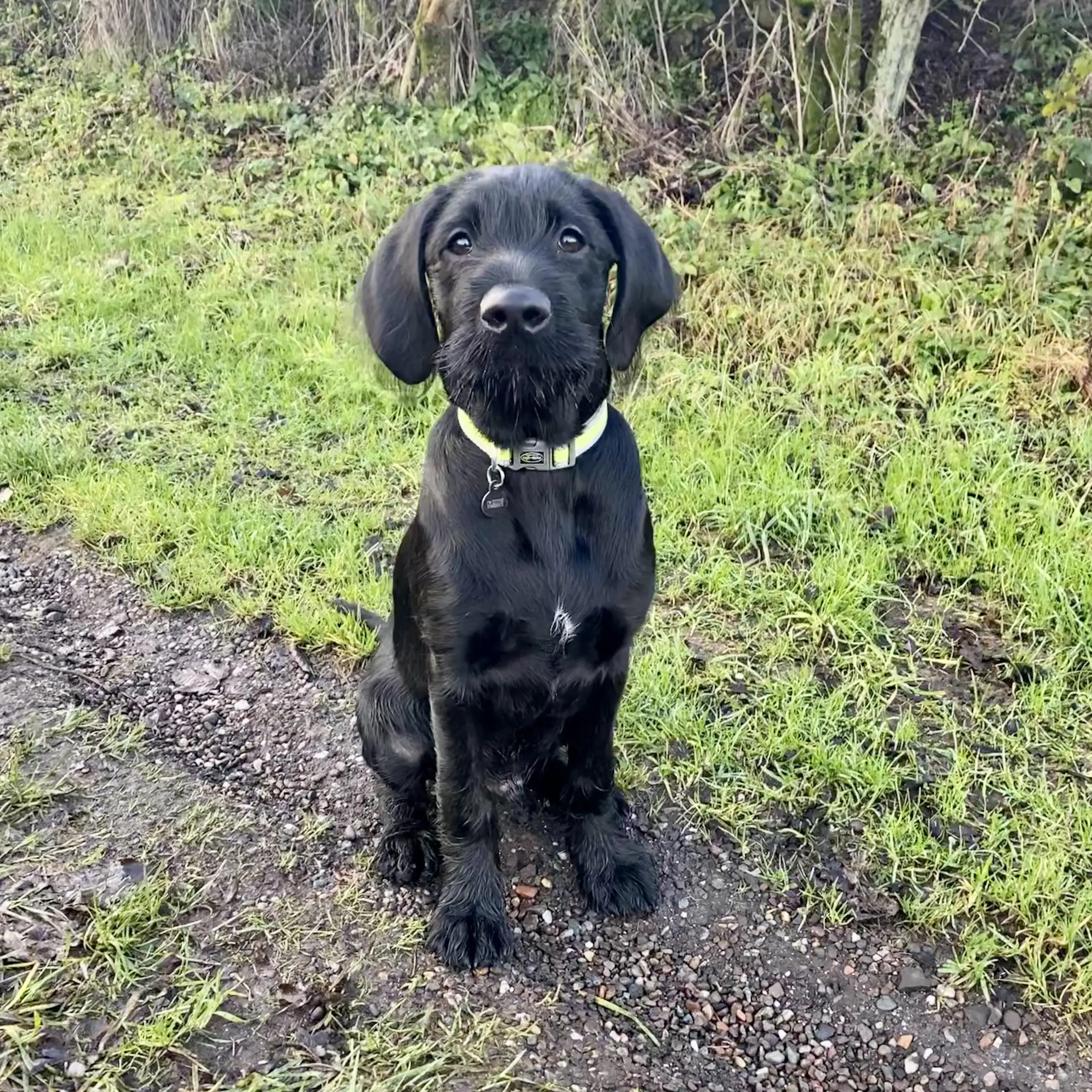German wirehaired pointer x labrador 2025