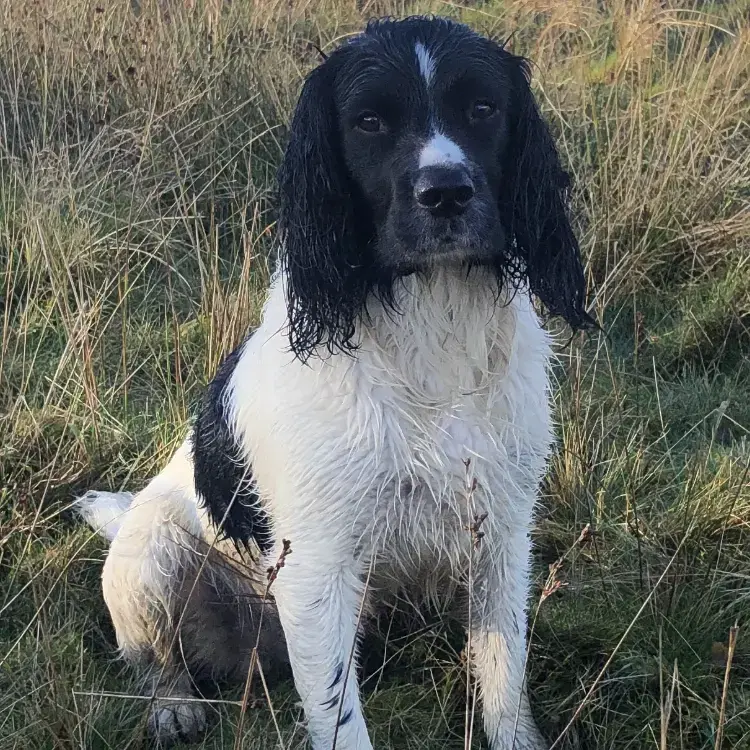 English Springer Spaniel