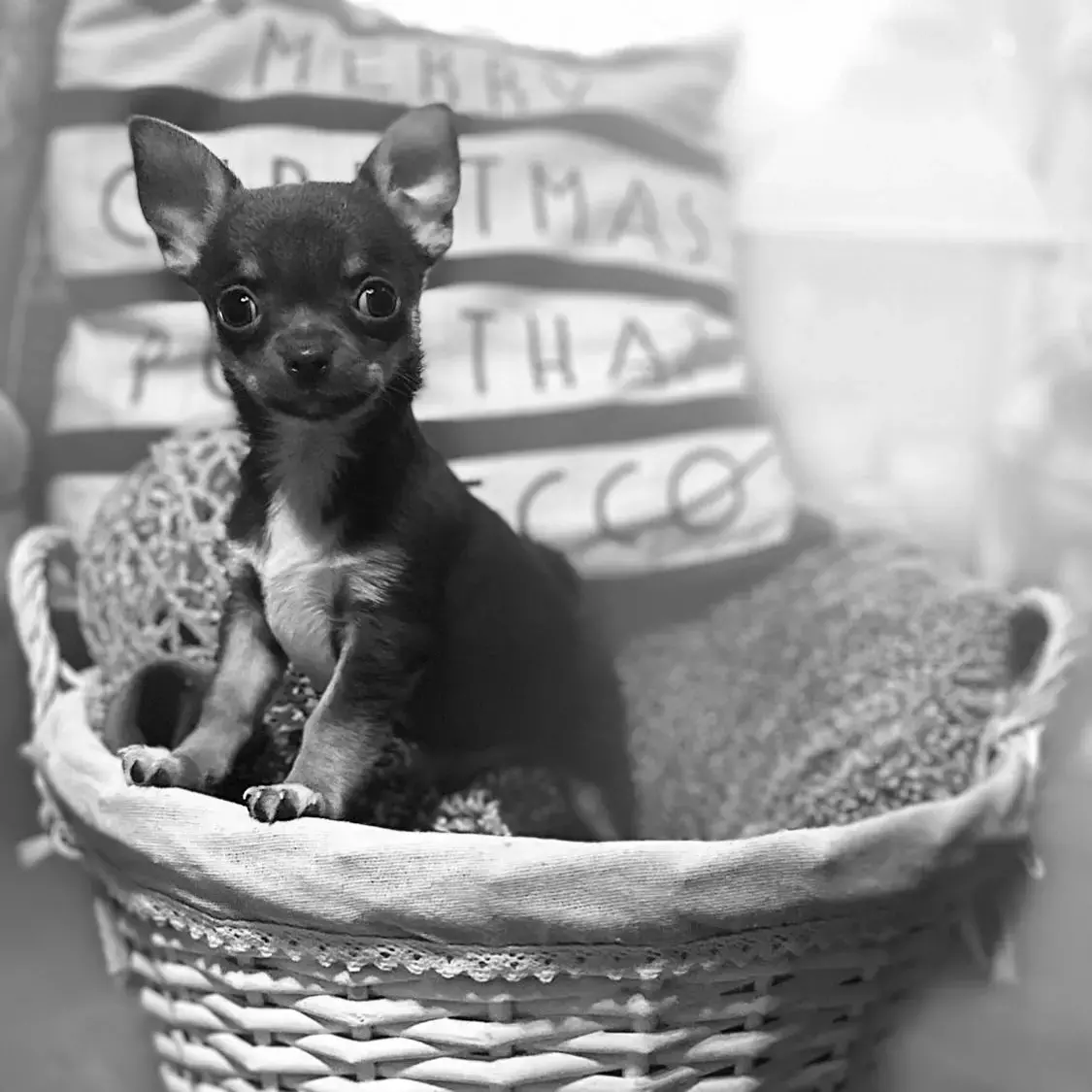 Chihuahua (Smooth Coat)