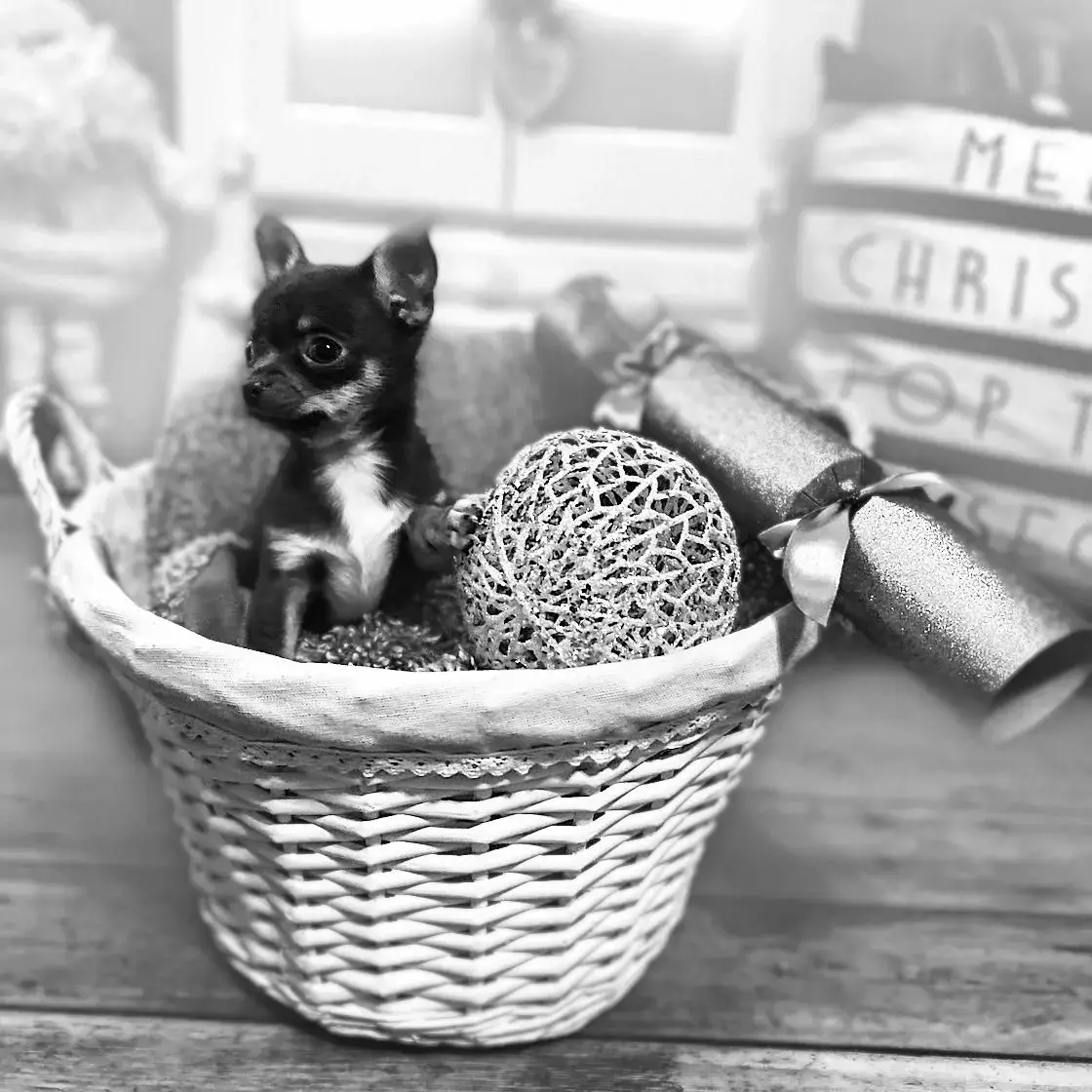 Chihuahua (Smooth Coat)