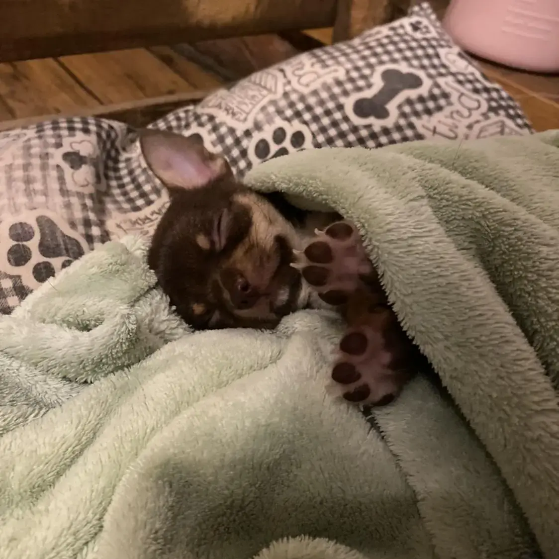 Chihuahua (Smooth Coat)