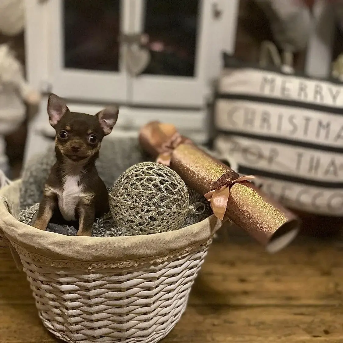 Chihuahua (Smooth Coat)