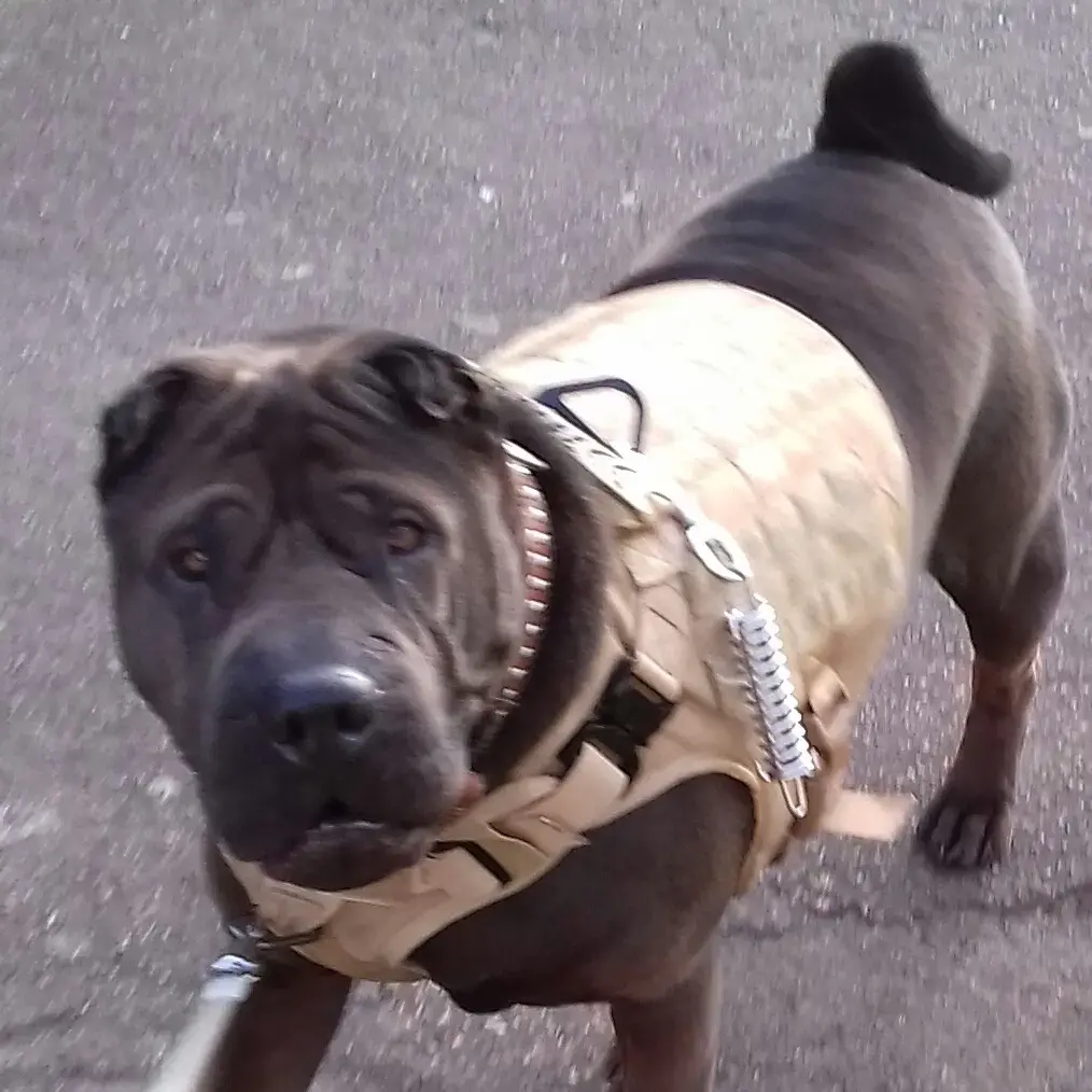 Shar Pei