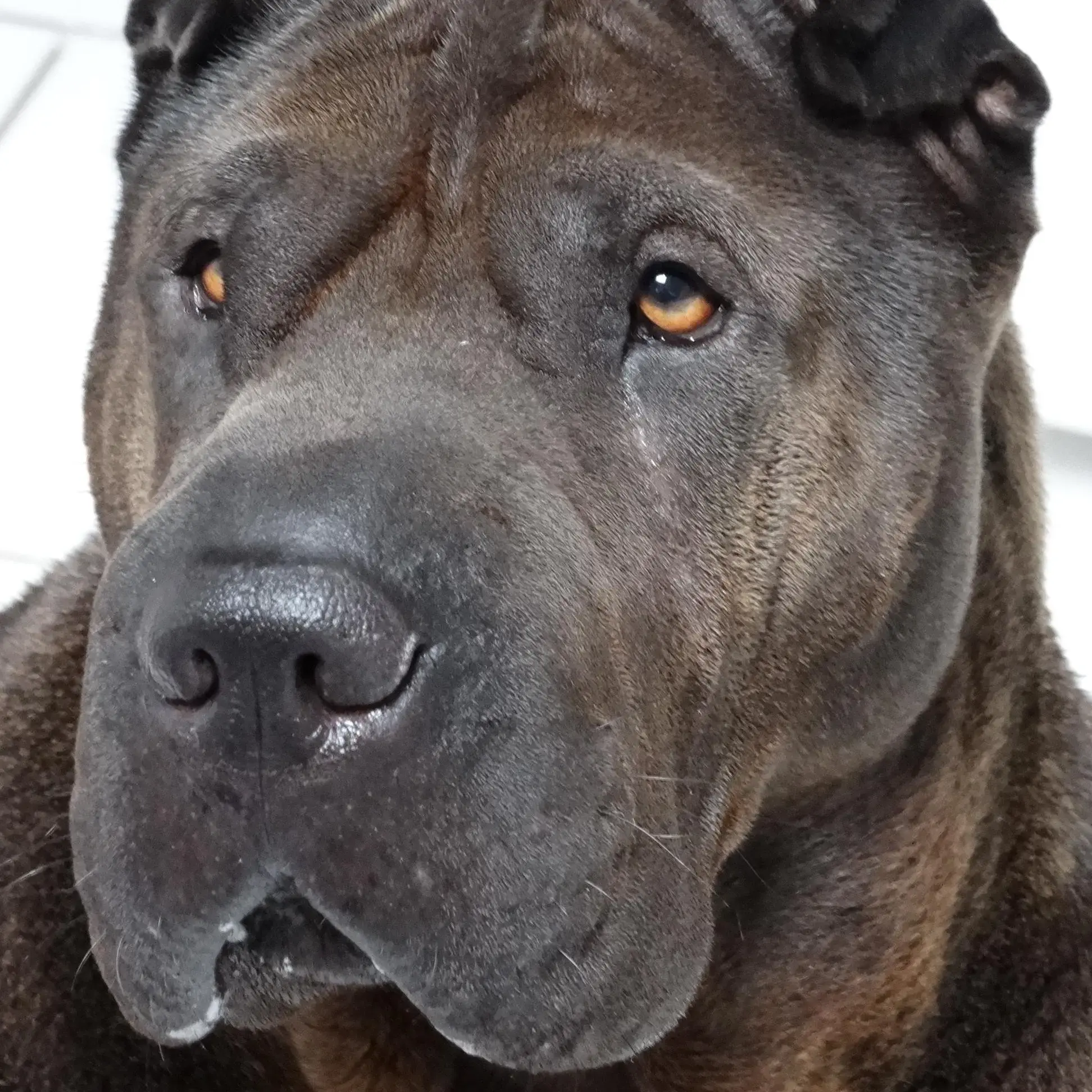 Shar Pei