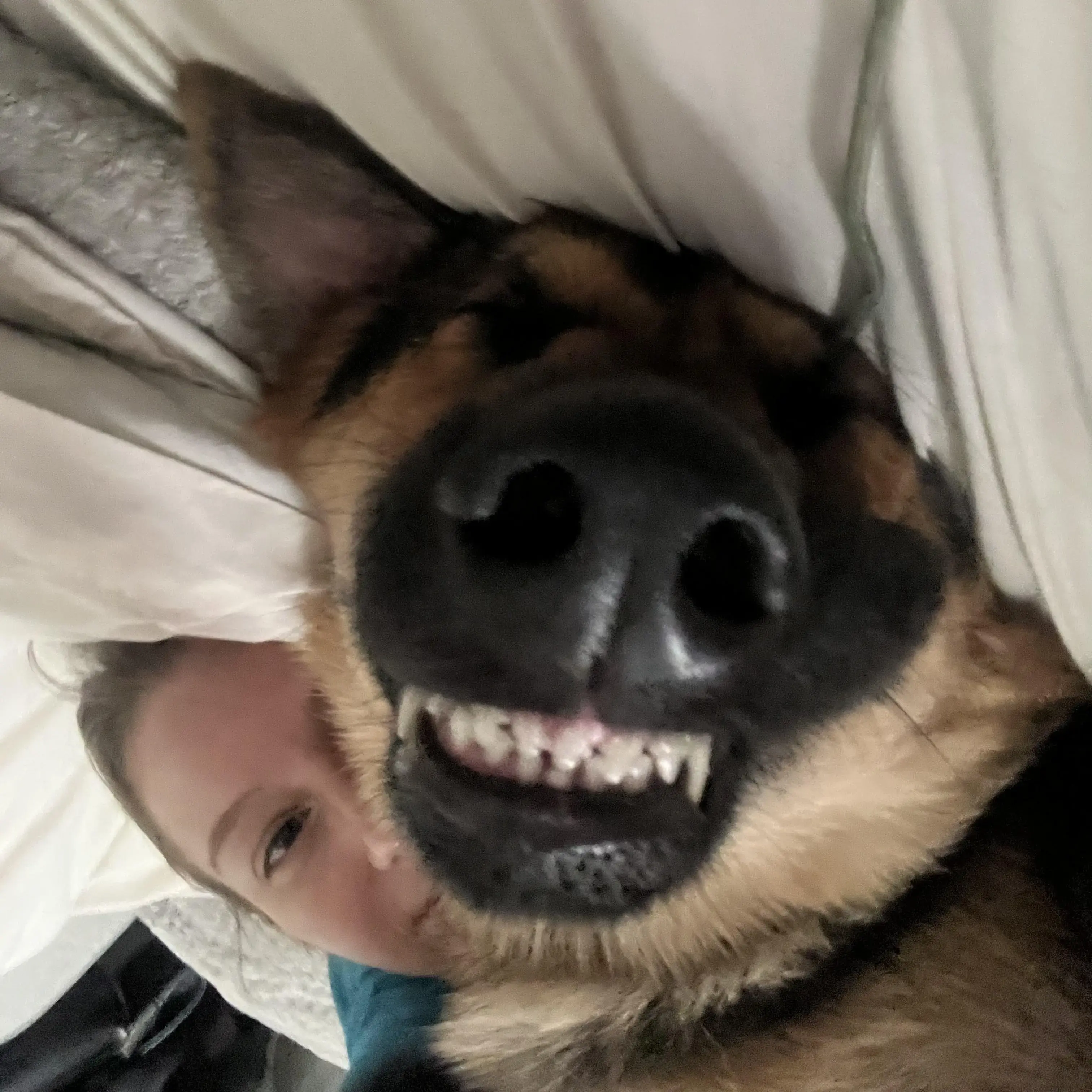 German Shepherd Dog