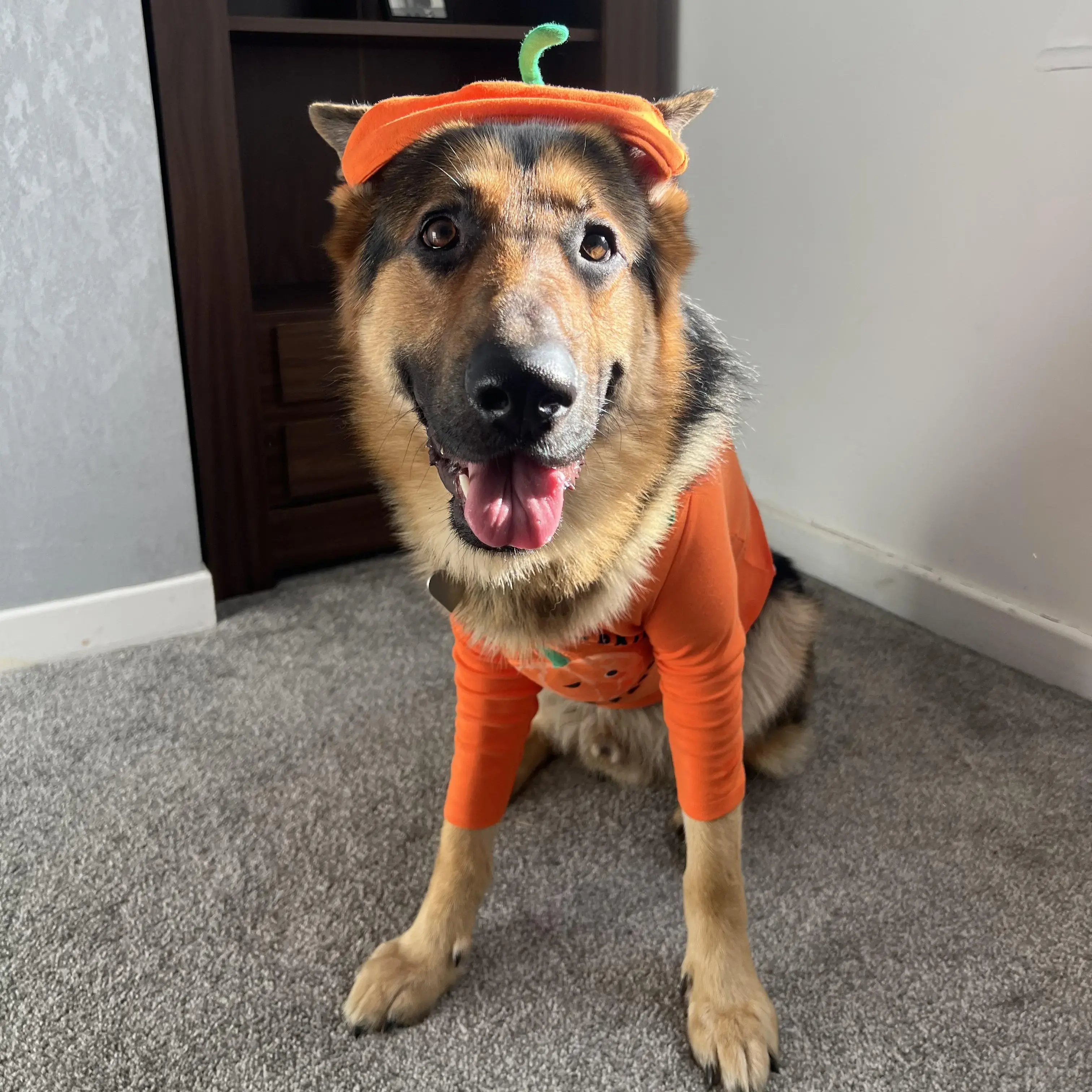 German Shepherd Dog