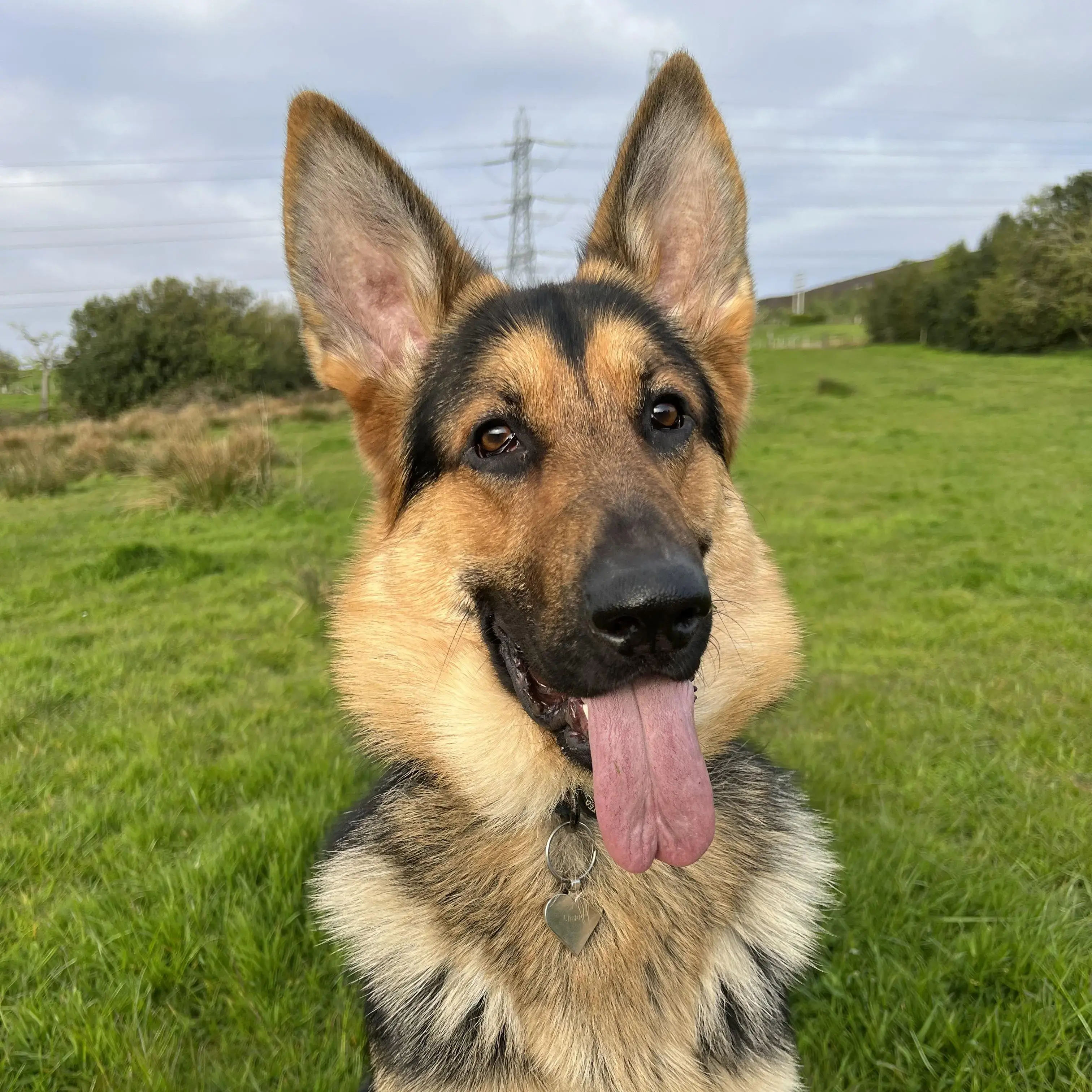 German Shepherd Dog