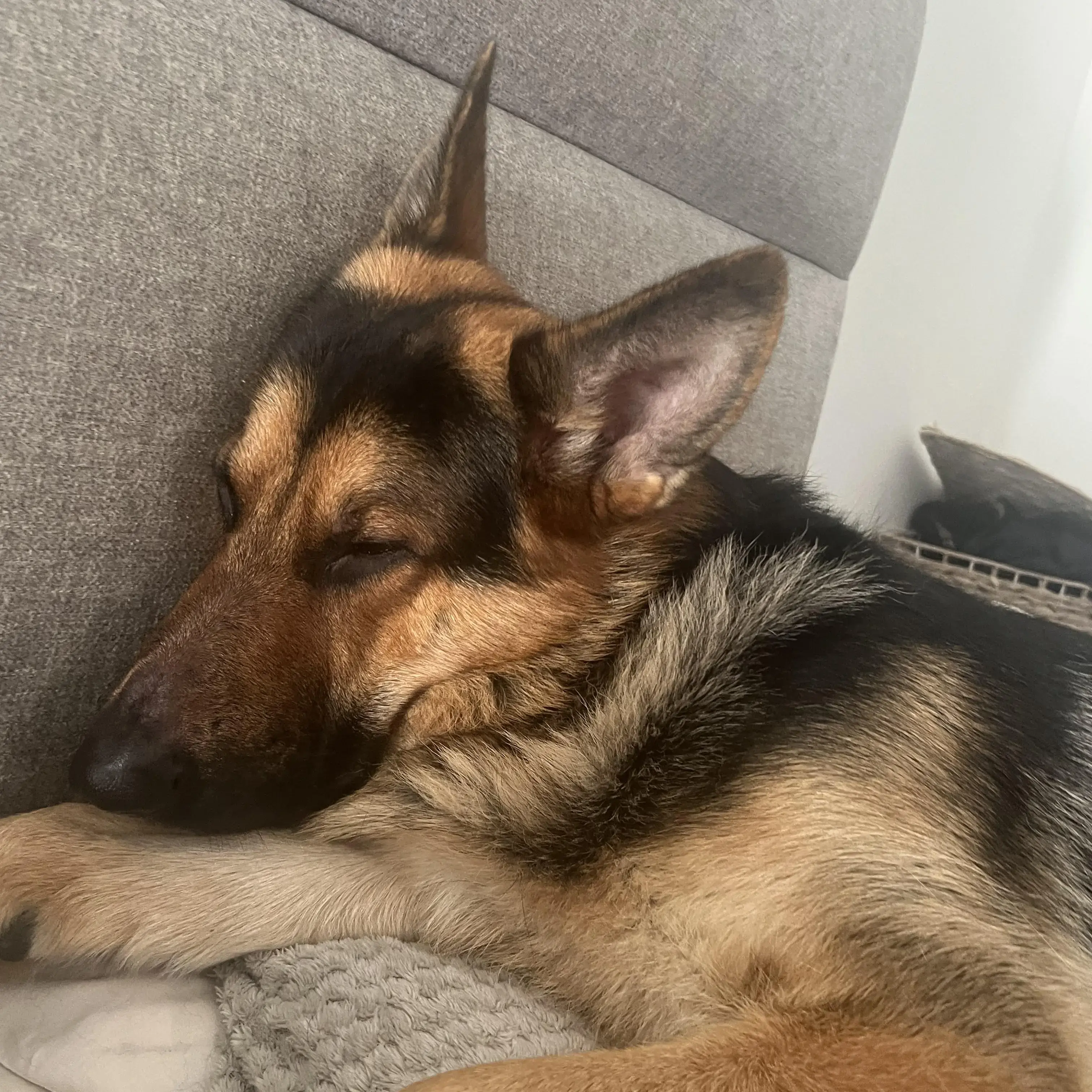 German Shepherd Dog