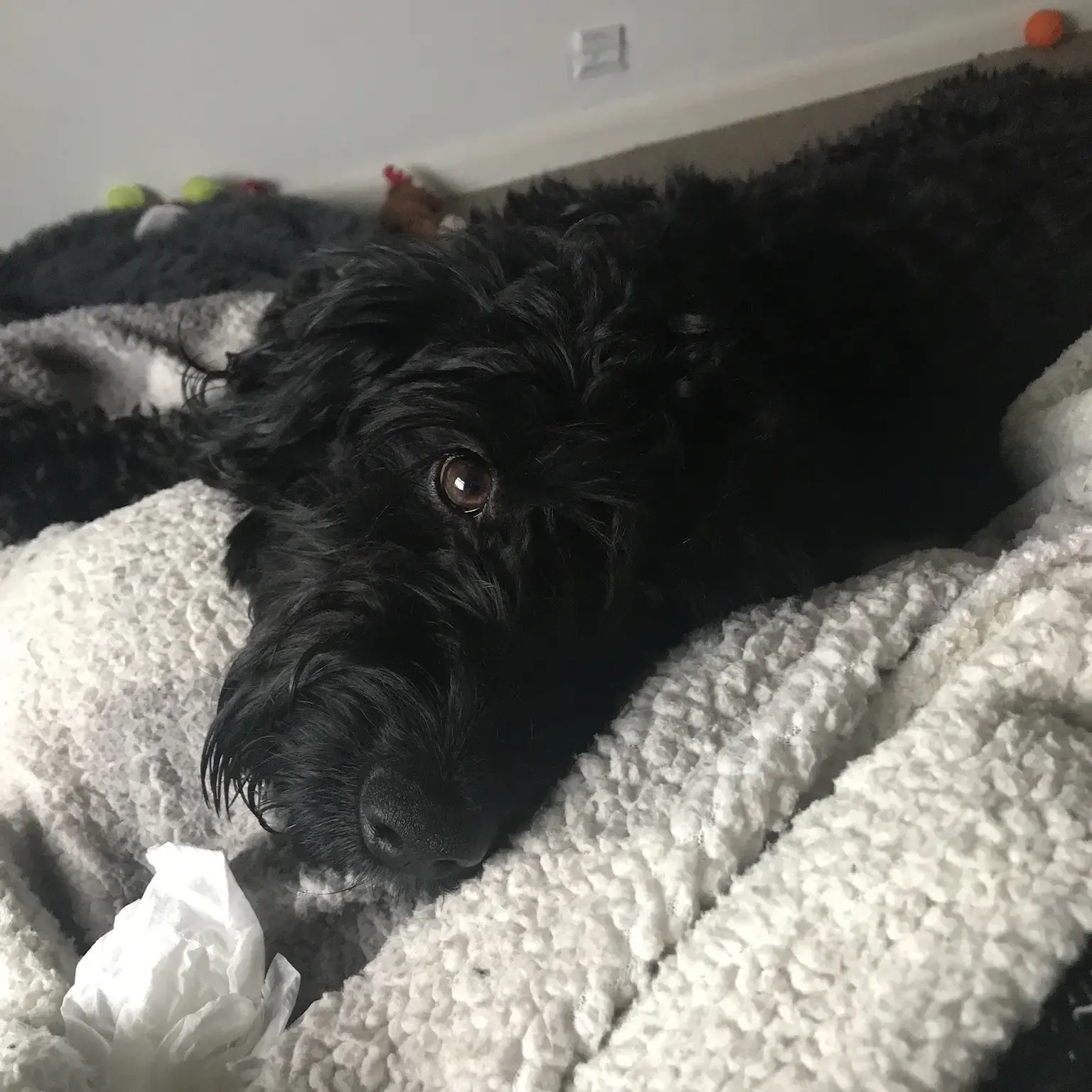 Cockapoo