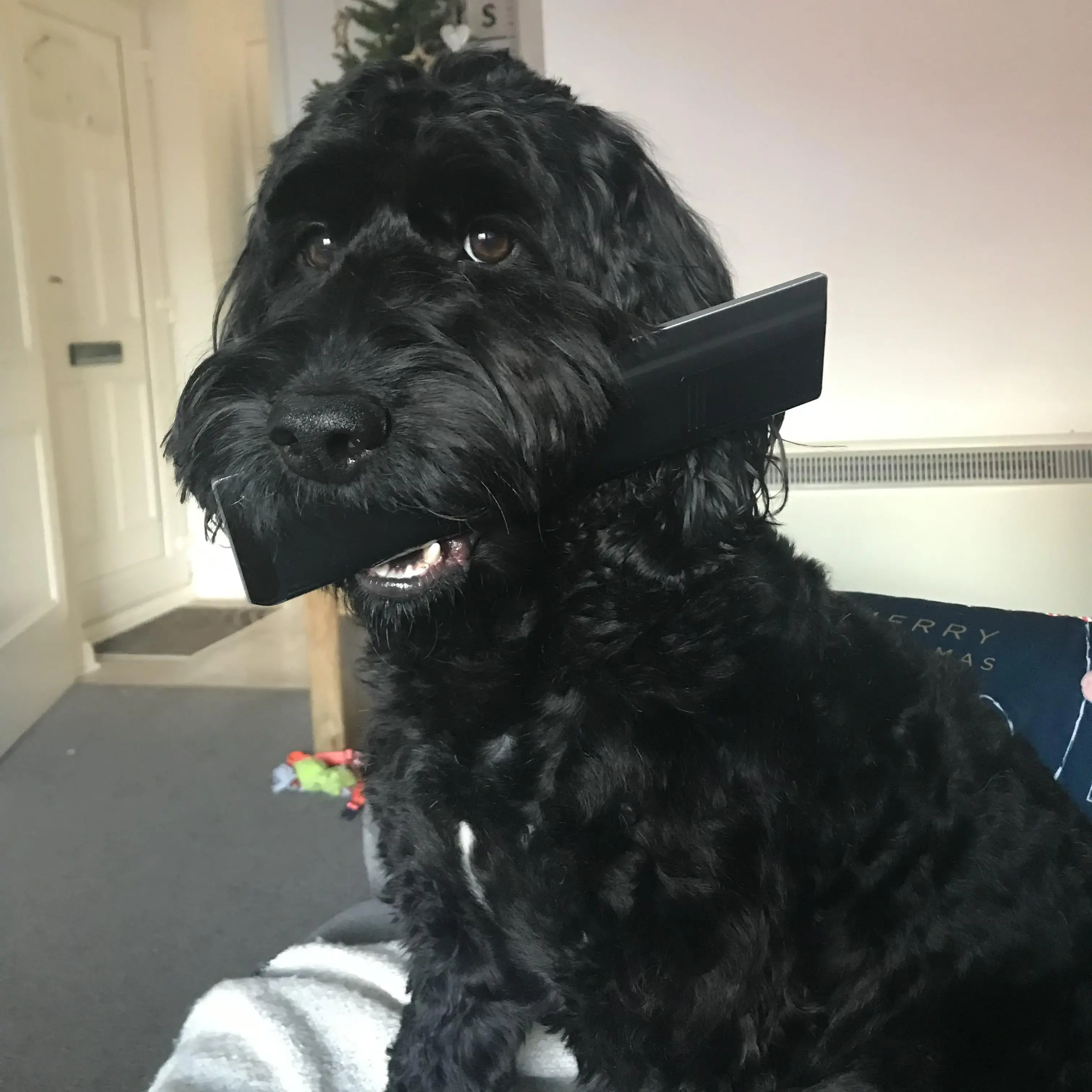 Cockapoo