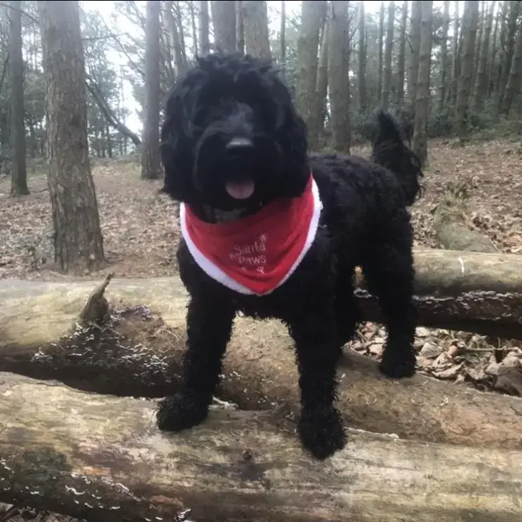 Cockapoo