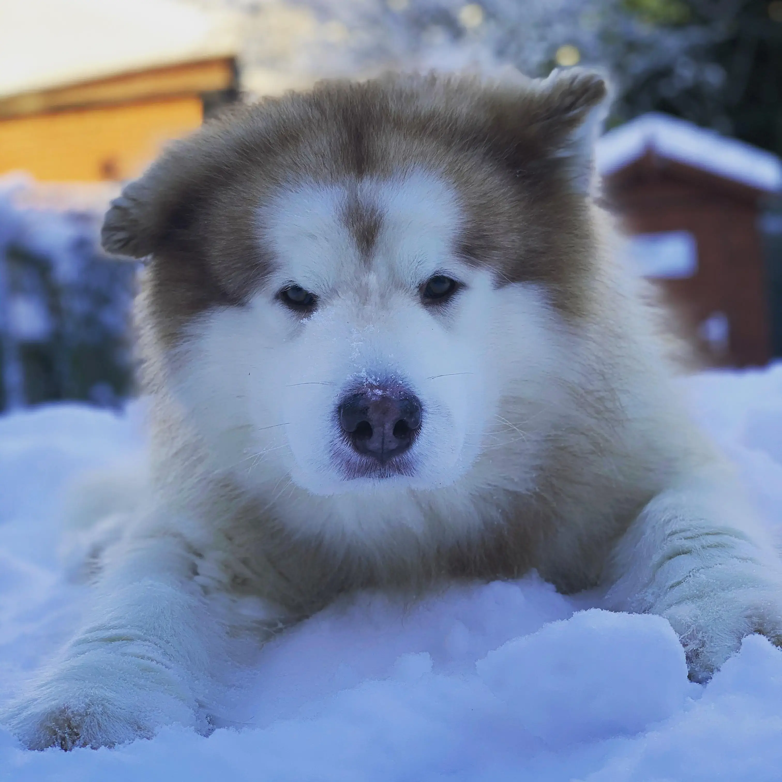 Alaskan Malamute