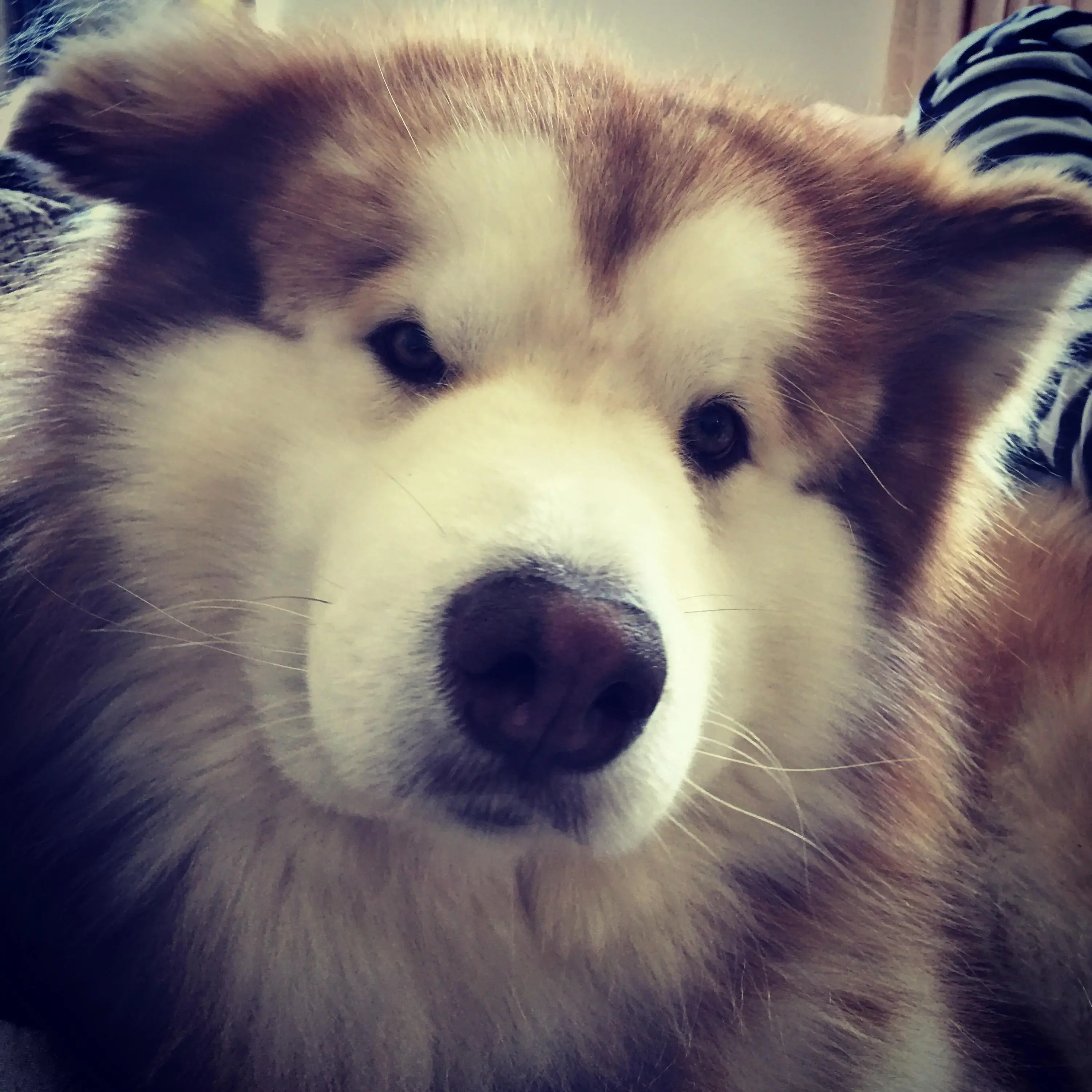 Alaskan Malamute