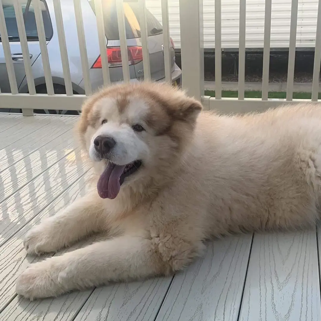 Alaskan Malamute