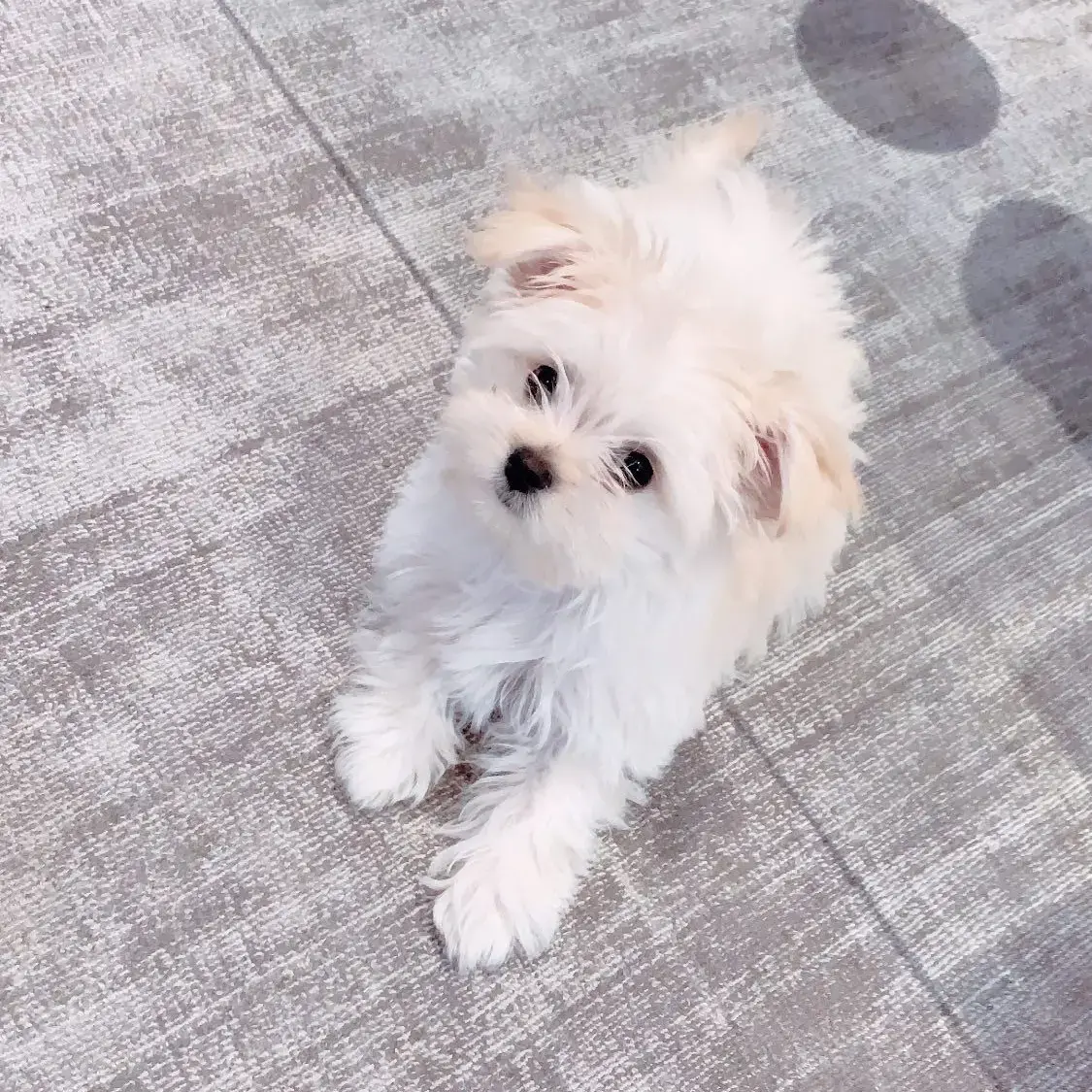 Pomeranian