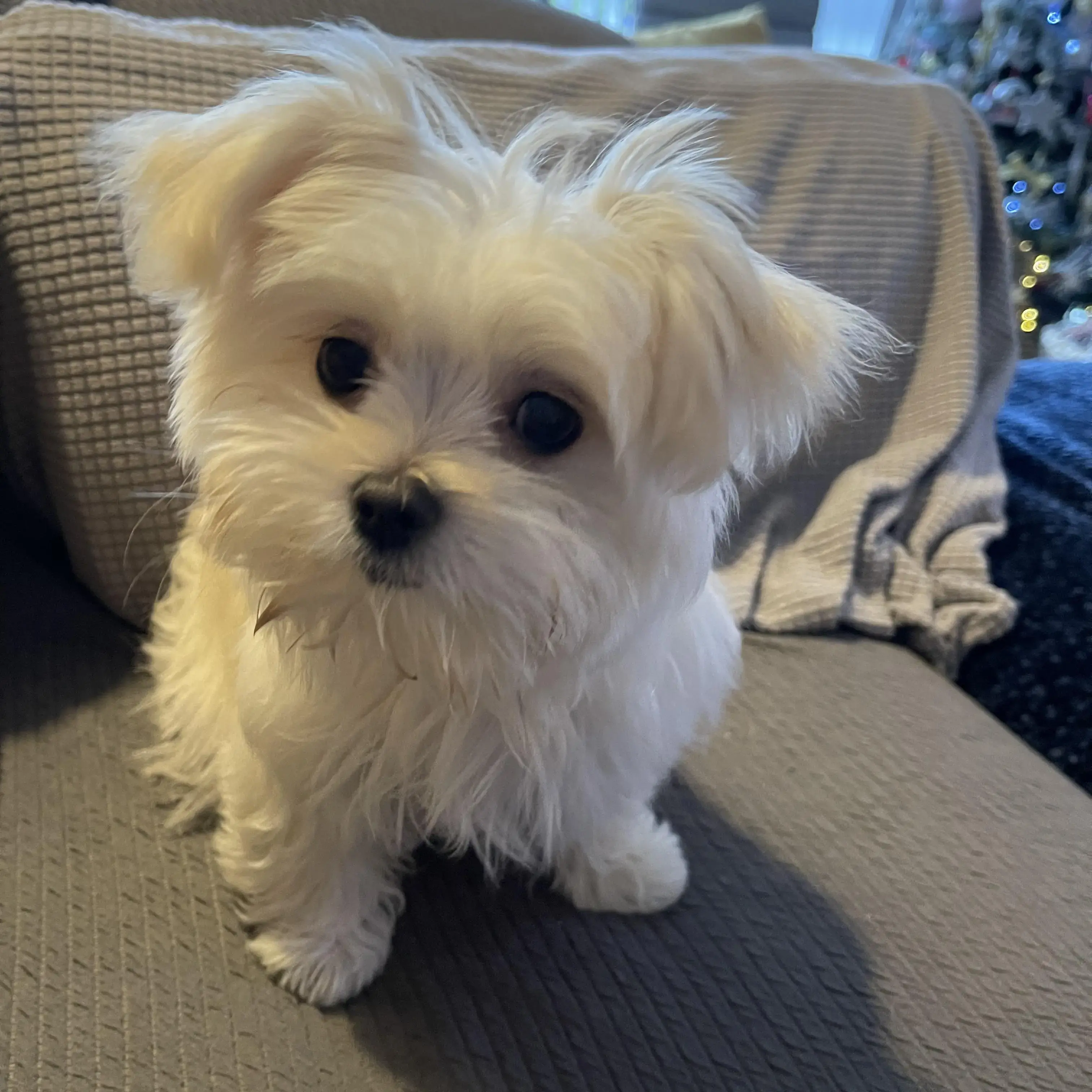 Pomeranian