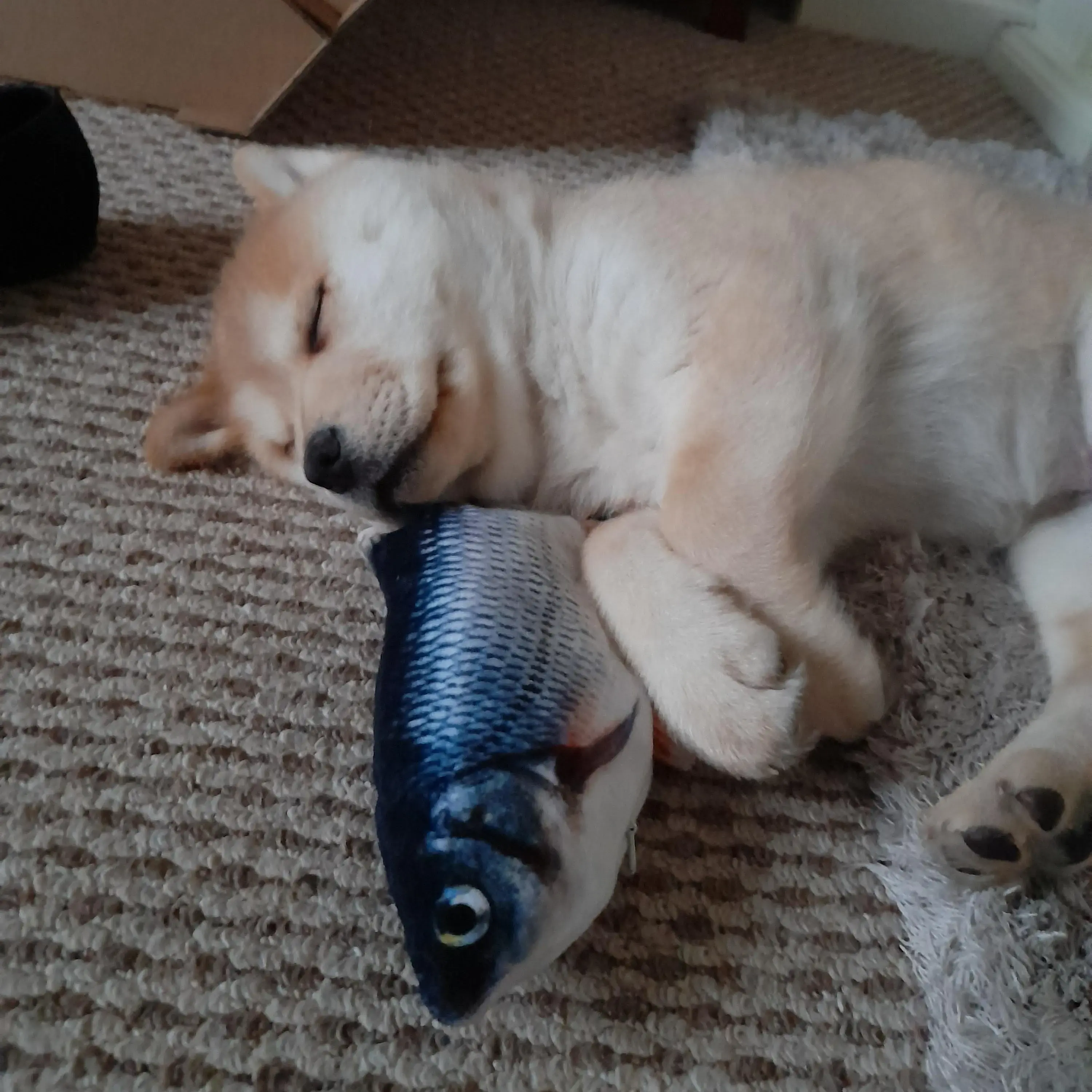 Siberian Husky