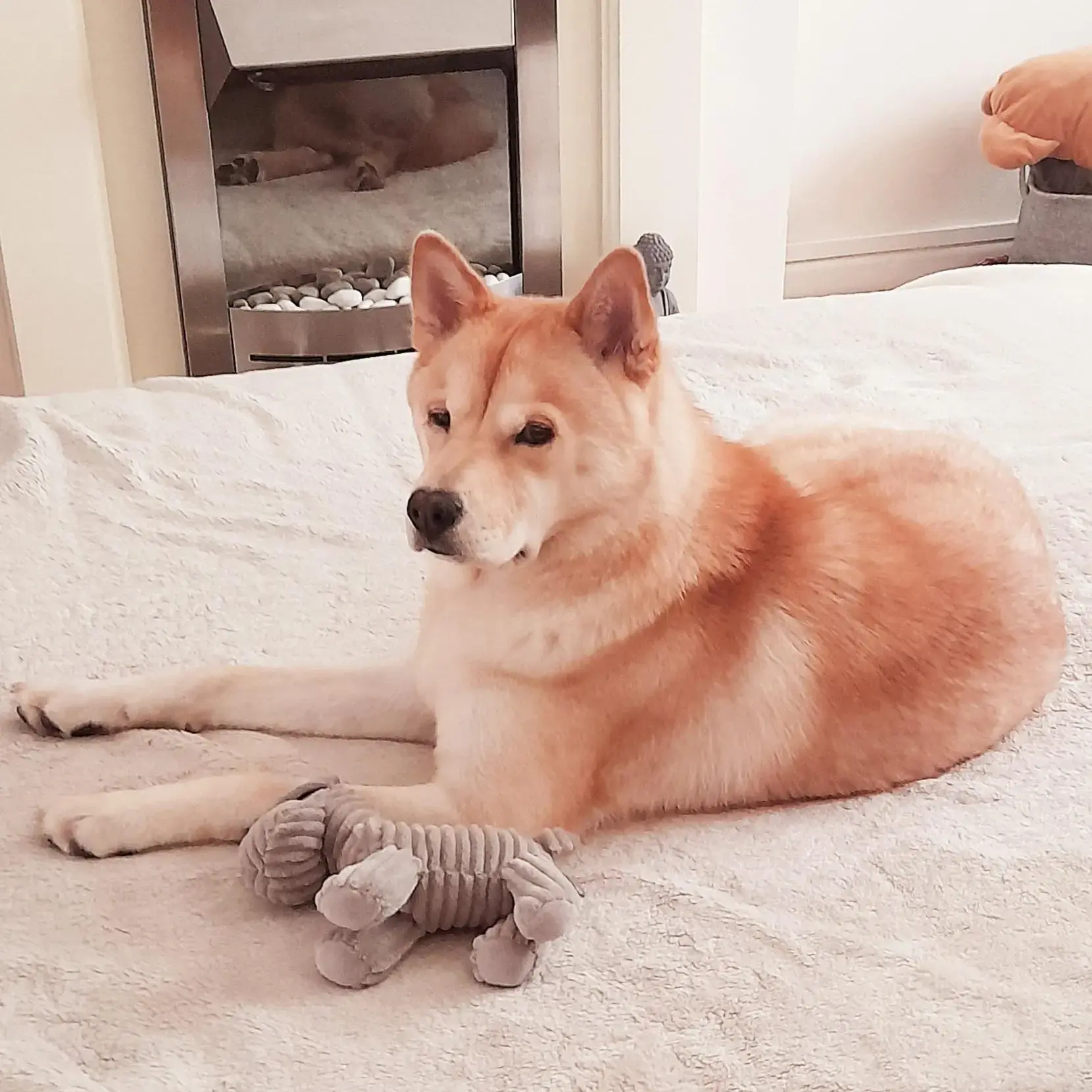 Siberian Husky
