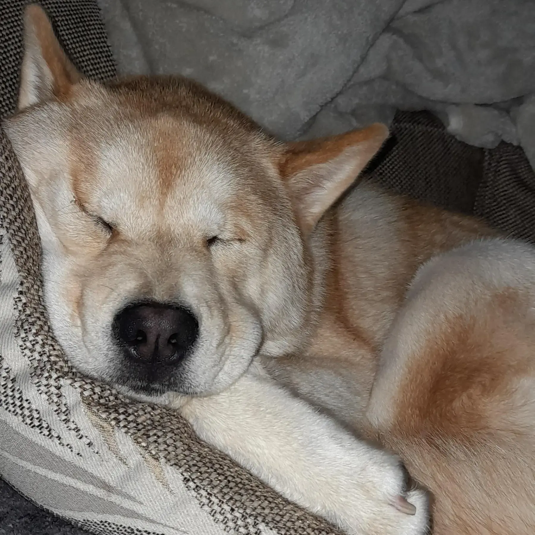Siberian Husky