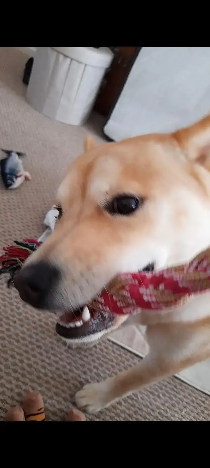Siberian Husky