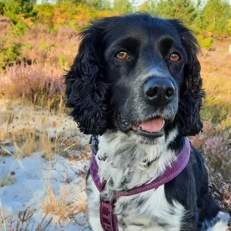 Cocker Spaniel (English)