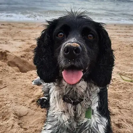 Cocker Spaniel (English)