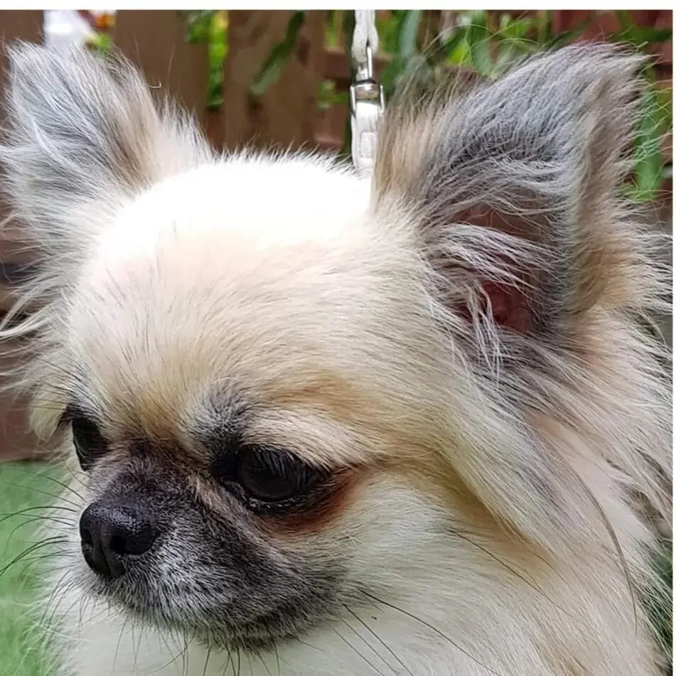 Chihuahua (Long Coat)