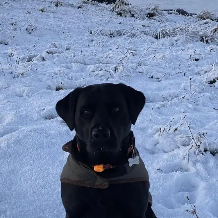 Labrador Retriever
