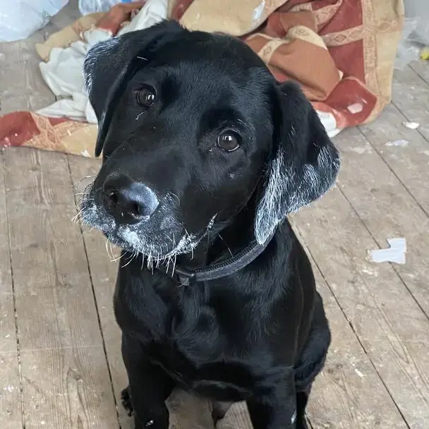 Labrador Retriever