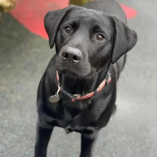 Labrador Retriever