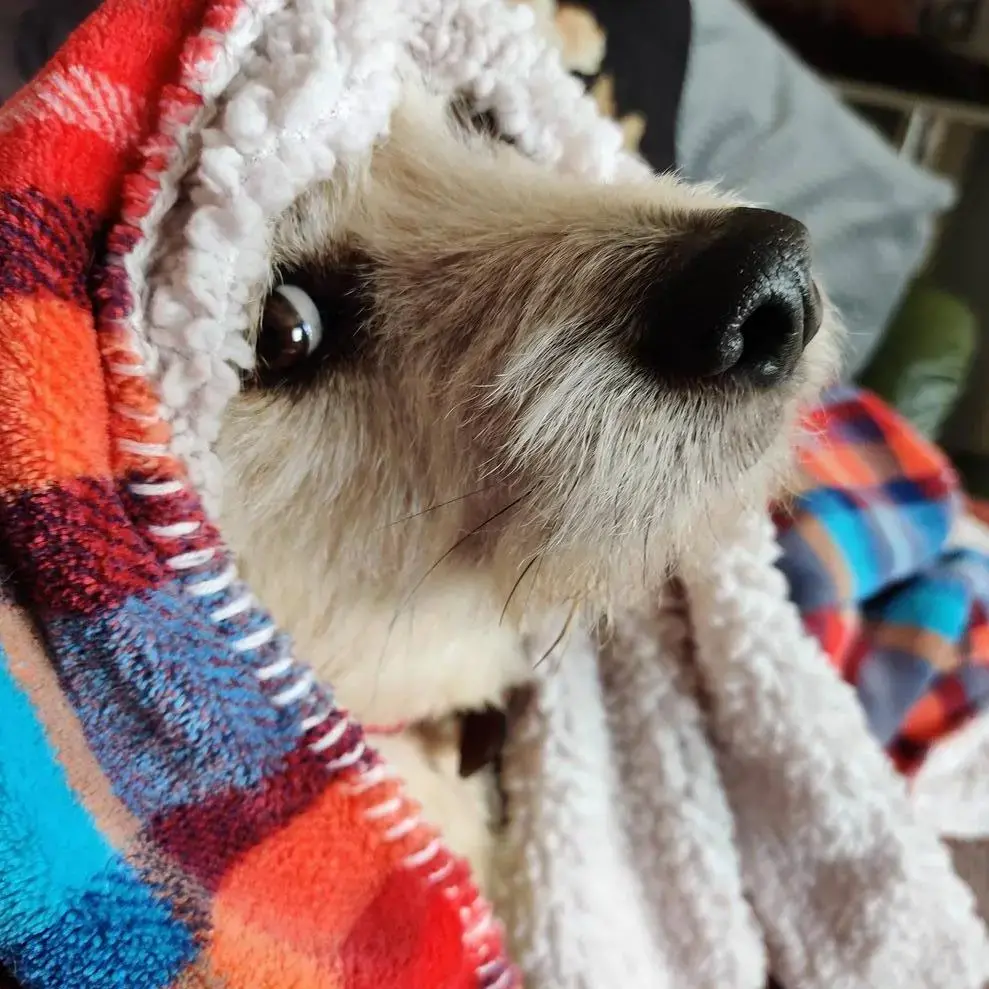 Jack Russell Terrier
