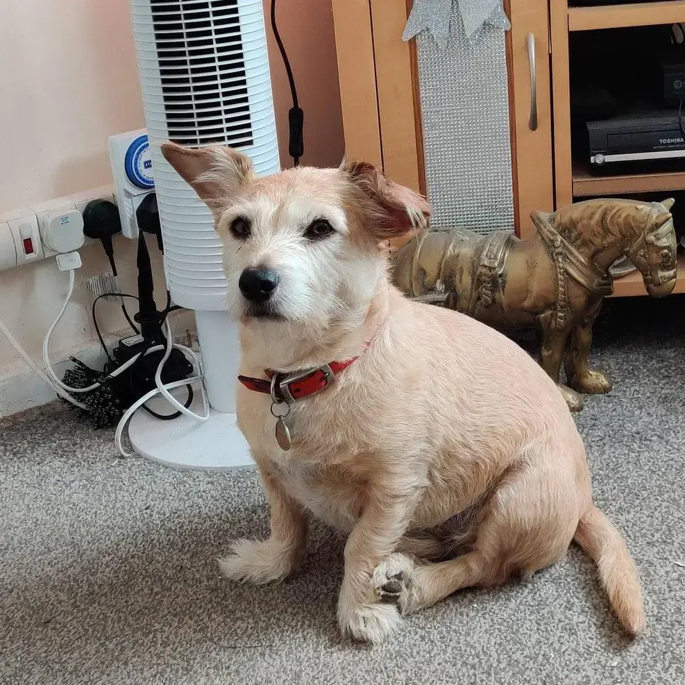 Jack Russell Terrier