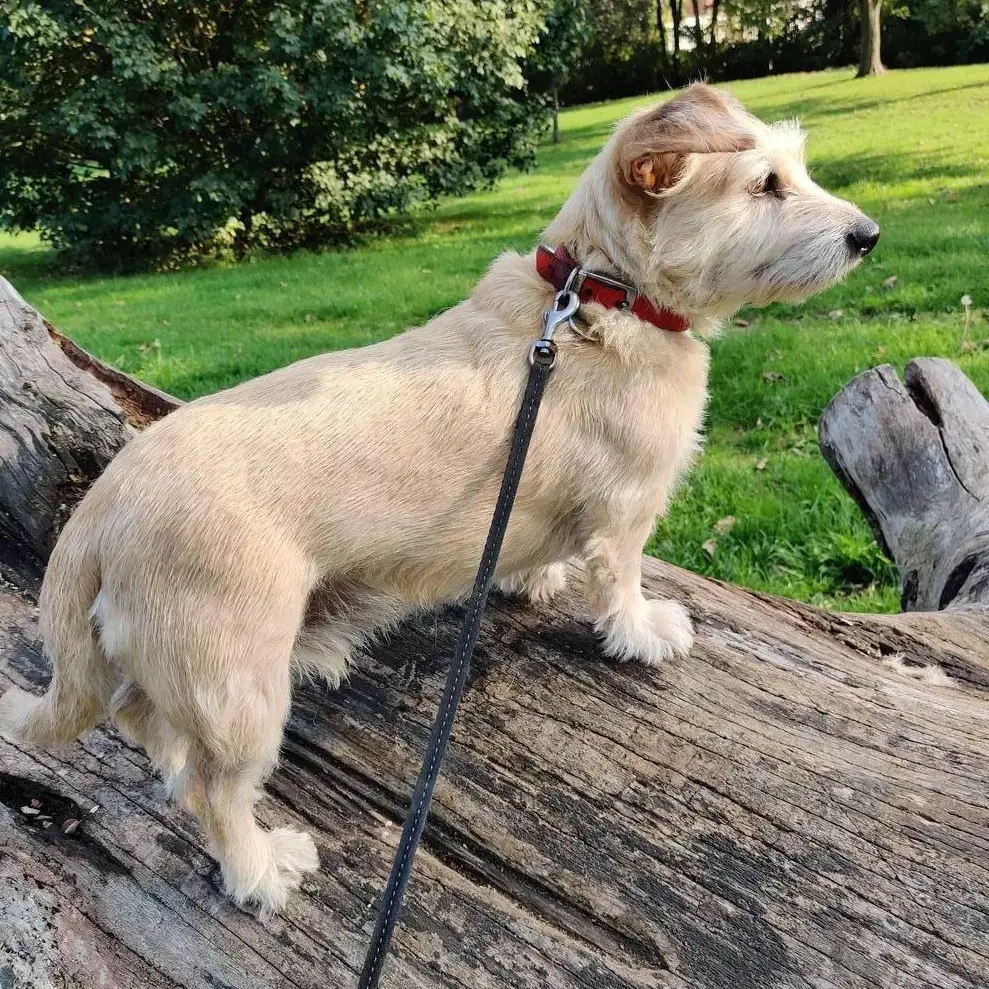Jack Russell Terrier