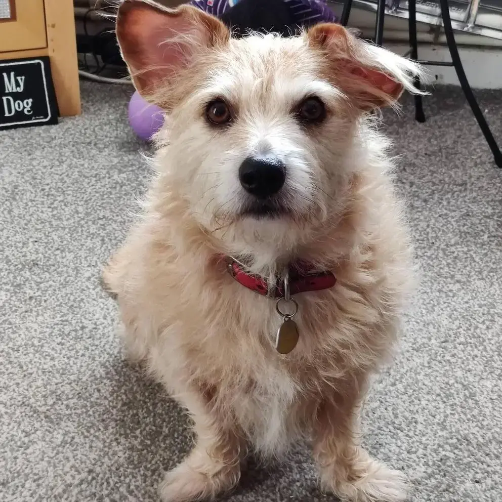 Jack Russell Terrier