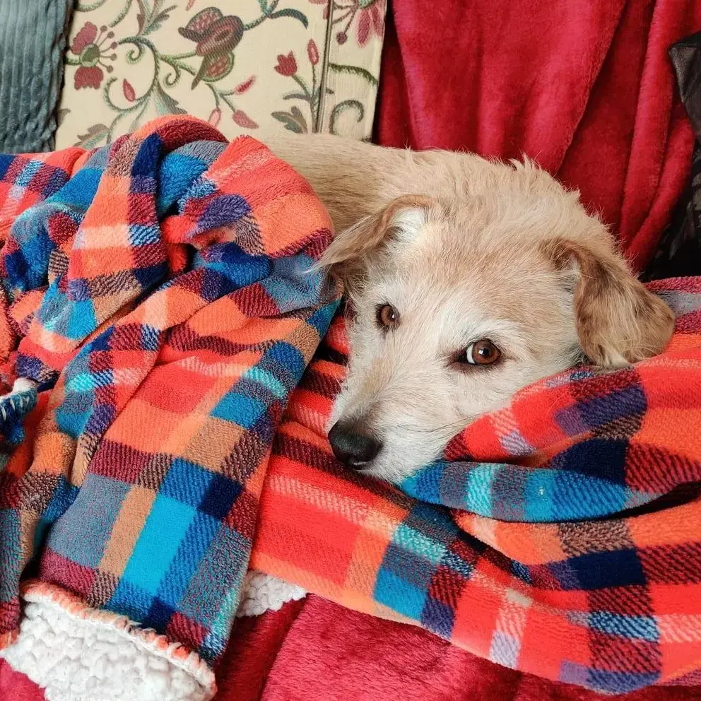 Jack Russell Terrier