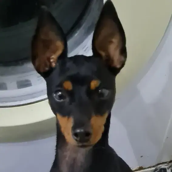 English Toy Terrier (Black & Tan)