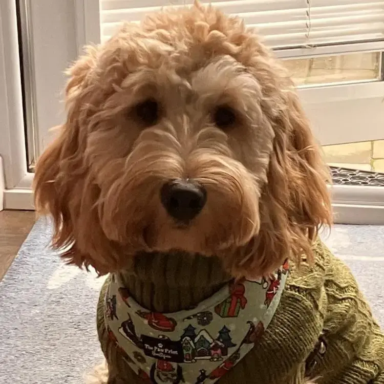 Cockapoo