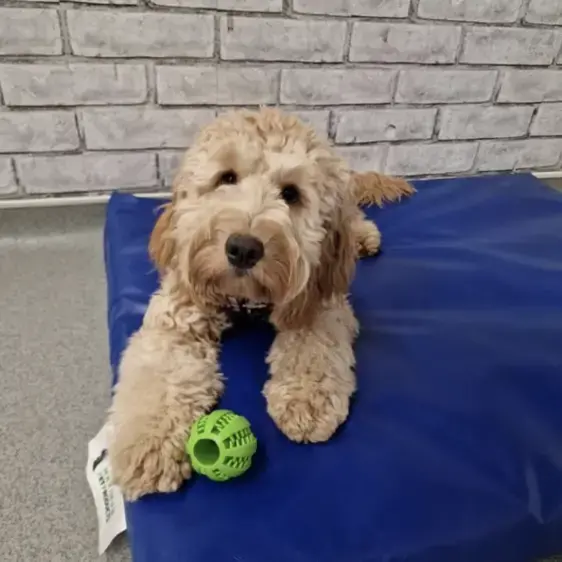 Cockapoo