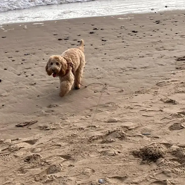 Cockapoo