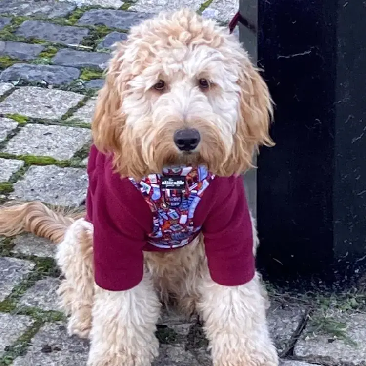 Cockapoo