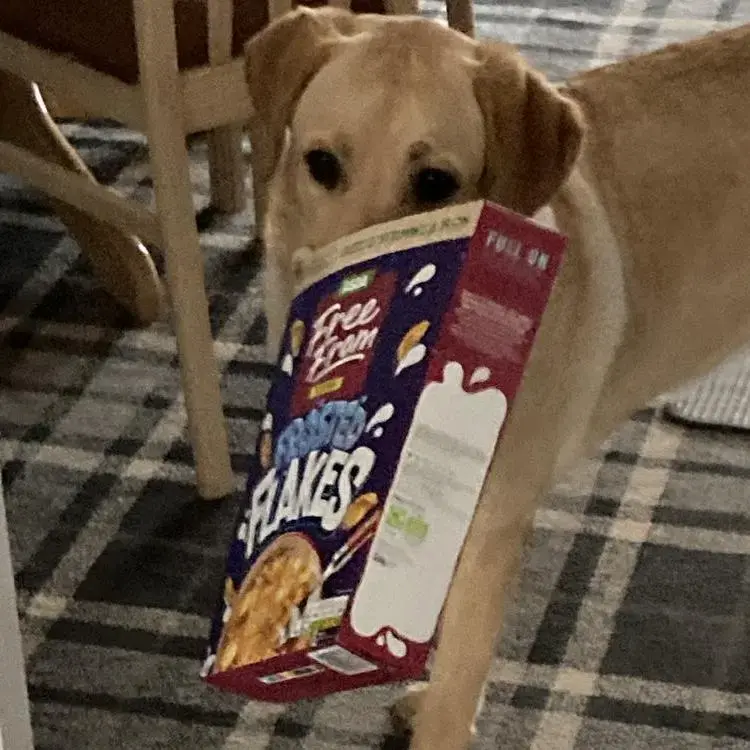 Labrador Retriever