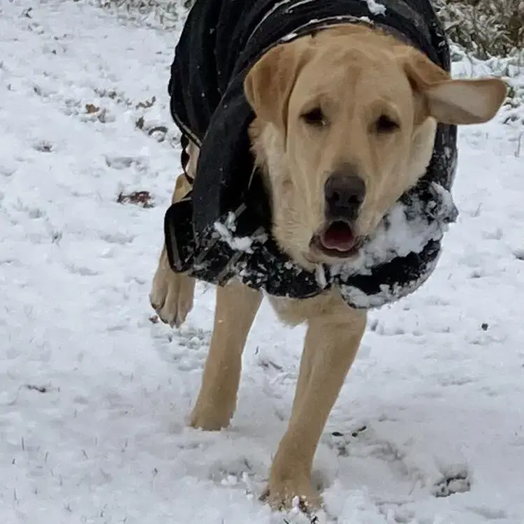 Labrador Retriever