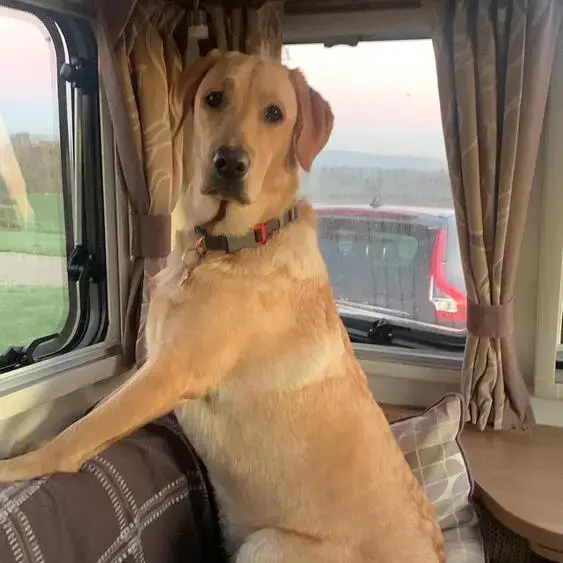 Labrador Retriever