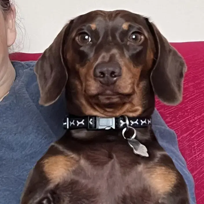 Dachshund (Miniature Smooth-Haired)