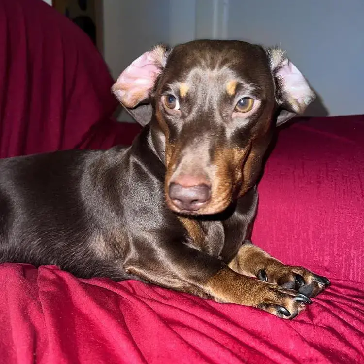 Dachshund (Miniature Smooth-Haired)