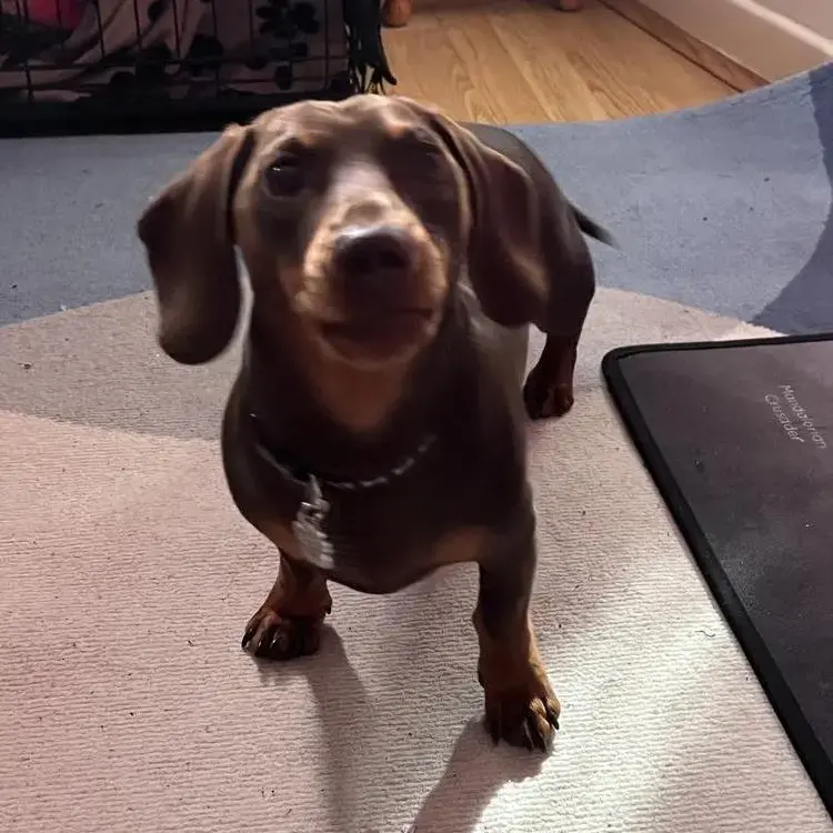 Dachshund (Miniature Smooth-Haired)